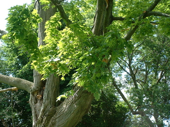 maple tree.jpg